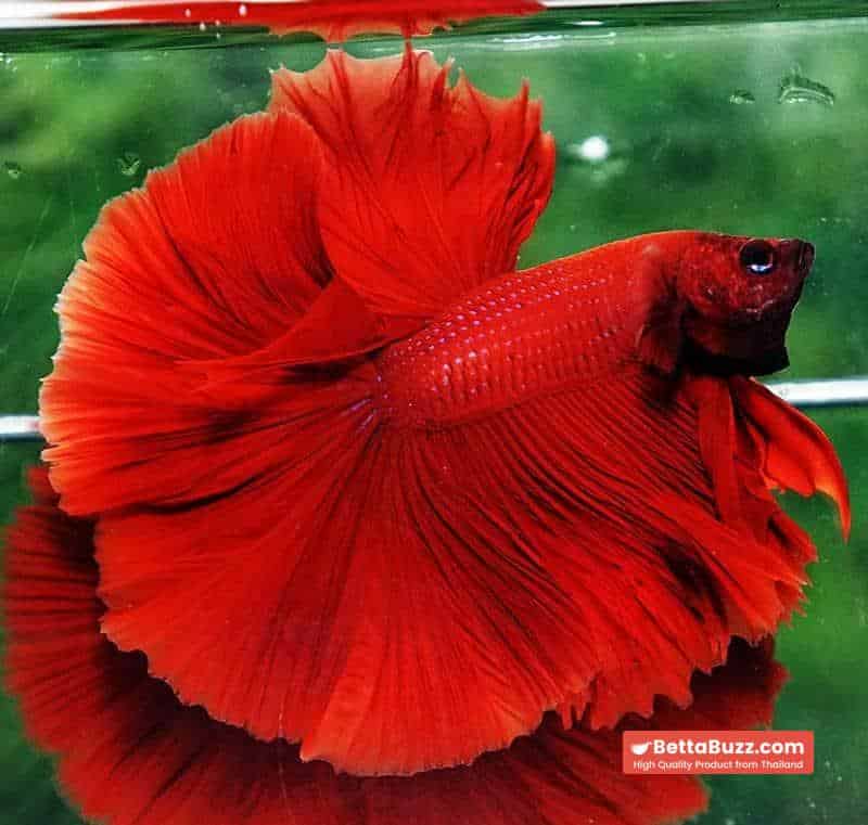 Betta fish OHM King of Big Red Sky Hawk - Image 2