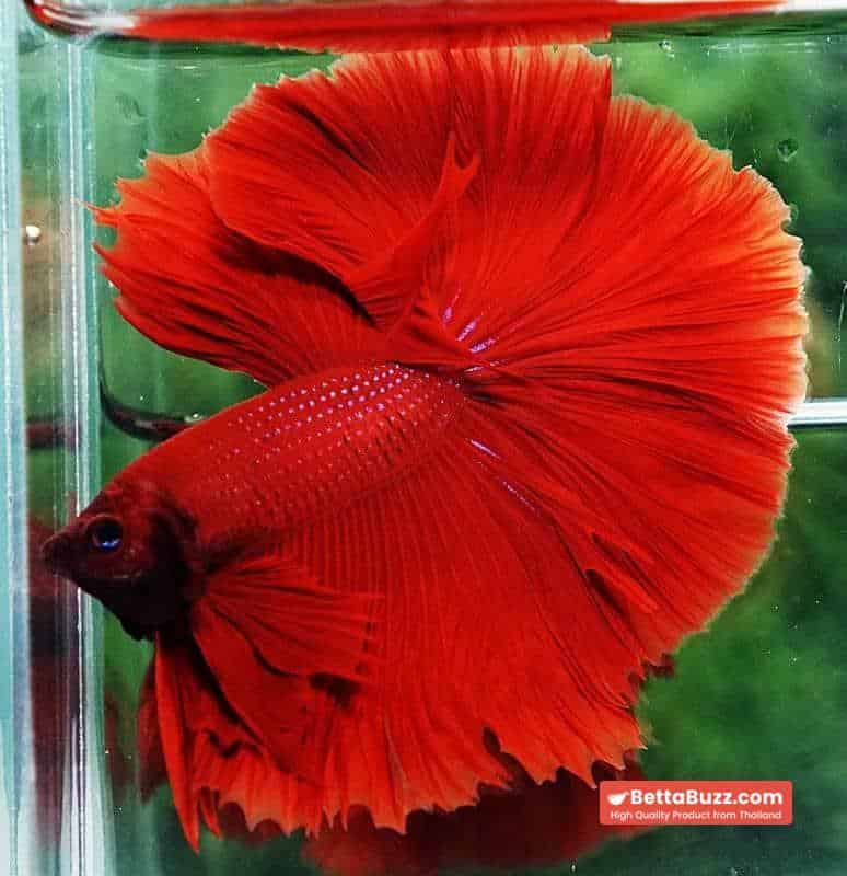 Betta fish OHM King of Big Red Sky Hawk - Image 8