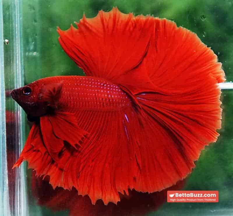 Betta fish OHM King of Big Red Sky Hawk - Image 3