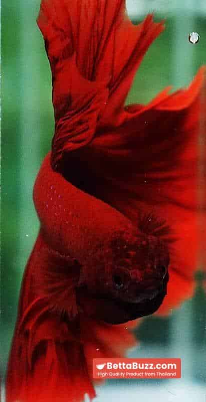 Betta fish OHM King of Big Red Sky Hawk - Image 9