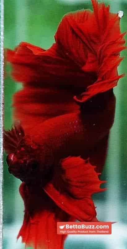 Betta fish OHM King of Big Red Sky Hawk - Image 10