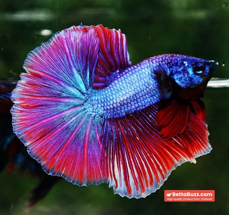 Betta fish Purple Metallic Lavender Hawk OHM - Image 3