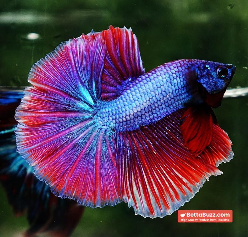 Betta fish Purple Metallic Lavender Hawk OHM - Image 5