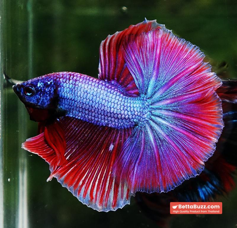 Betta fish Purple Metallic Lavender Hawk OHM - Image 4