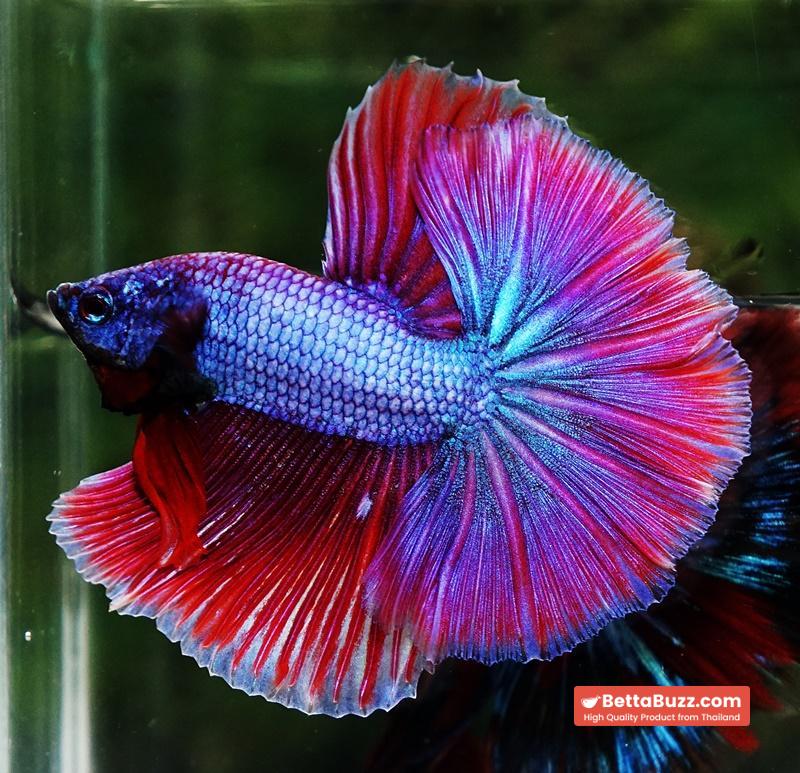 Betta fish Purple Metallic Lavender Hawk OHM - Image 2