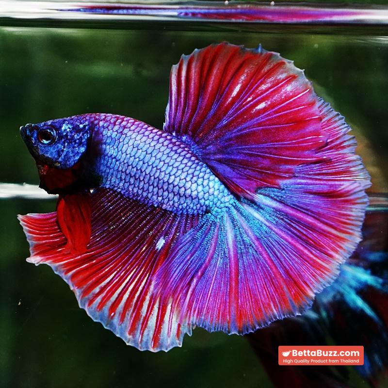 Betta fish Purple Metallic Lavender Hawk OHM - Image 6