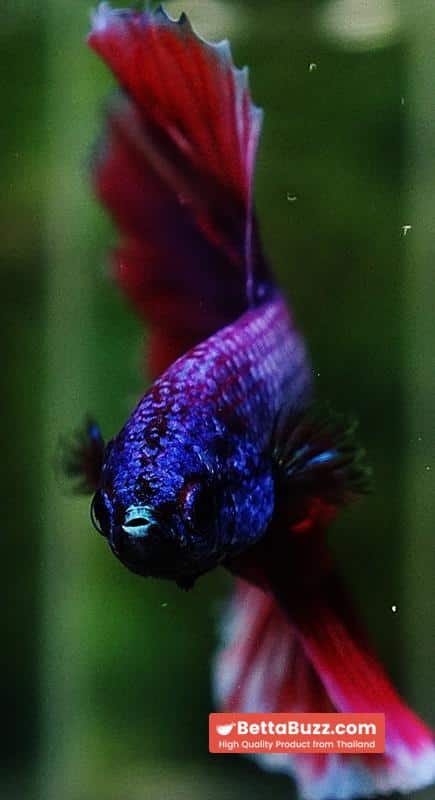 Betta fish Purple Metallic Lavender Hawk OHM - Image 7