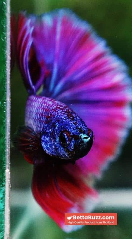 Betta fish Purple Metallic Lavender Hawk OHM - Image 8