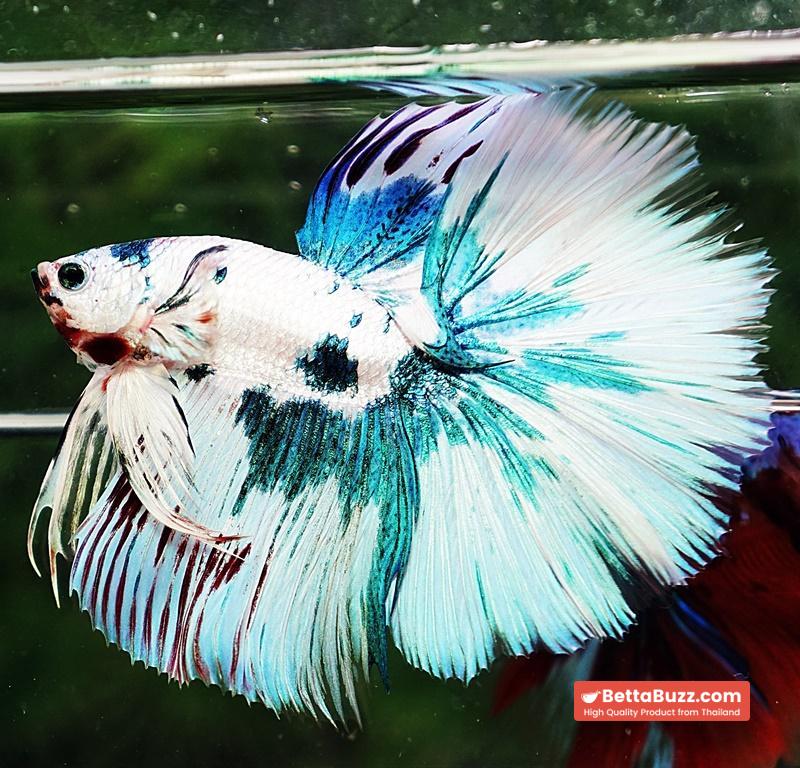 Betta fish HM Prince of The Frozen Marble (Winner Comp 4th) - Image 3
