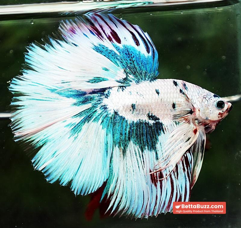 Betta fish HM Prince of The Frozen Marble (Winner Comp 4th) - Image 6