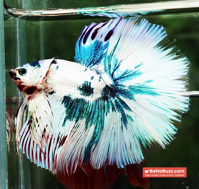 Betta fish HM Prince of The Frozen Marble (Winner Comp 4th) - Image 5