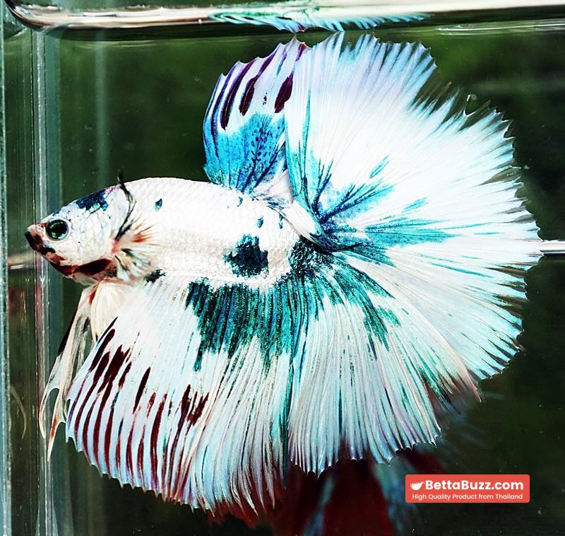 Betta fish HM Prince of The Frozen Marble (Winner Comp 4th) - Image 7