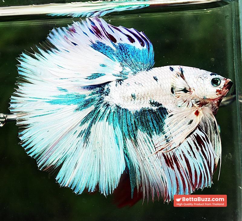 Betta fish HM Prince of The Frozen Marble (Winner Comp 4th) - Image 4