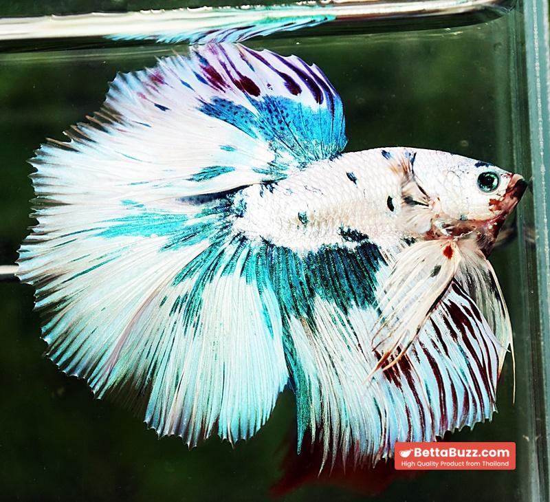 Betta fish HM Prince of The Frozen Marble (Winner Comp 4th) - Image 8