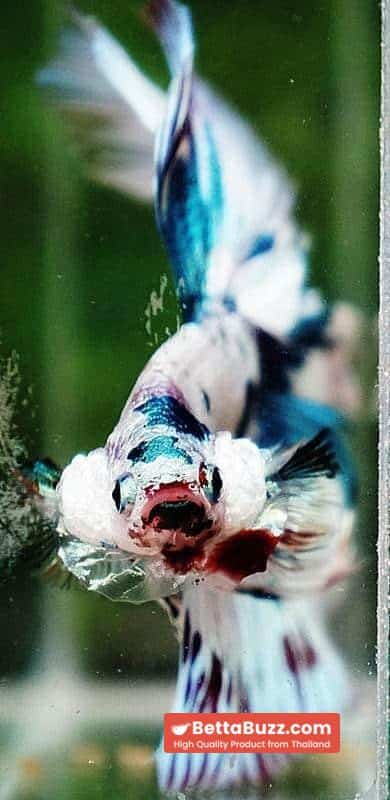 Betta fish HM Prince of The Frozen Marble (Winner Comp 4th) - Image 9