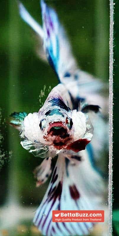 Betta fish HM Prince of The Frozen Marble (Winner Comp 4th) - Image 10