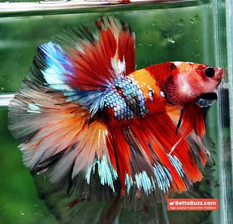 Betta fish HM Prince Multicolor Romania Flag - Image 6