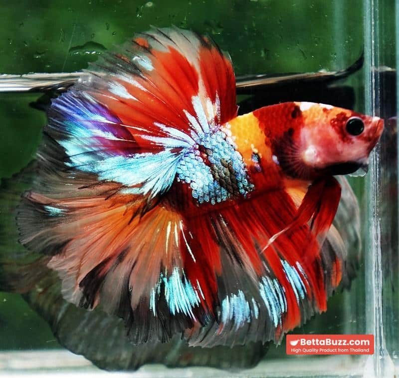 Betta fish HM Prince Multicolor Romania Flag - Image 7