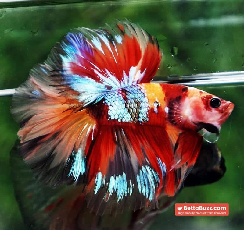 Betta fish HM Prince Multicolor Romania Flag - Image 4