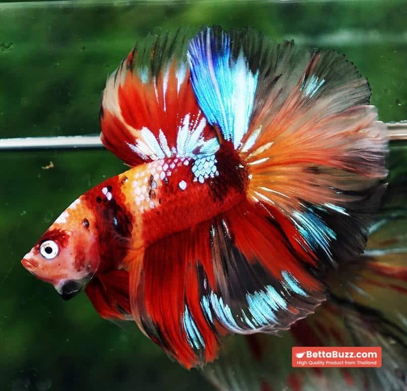 Betta fish HM Prince Multicolor Romania Flag - Image 5