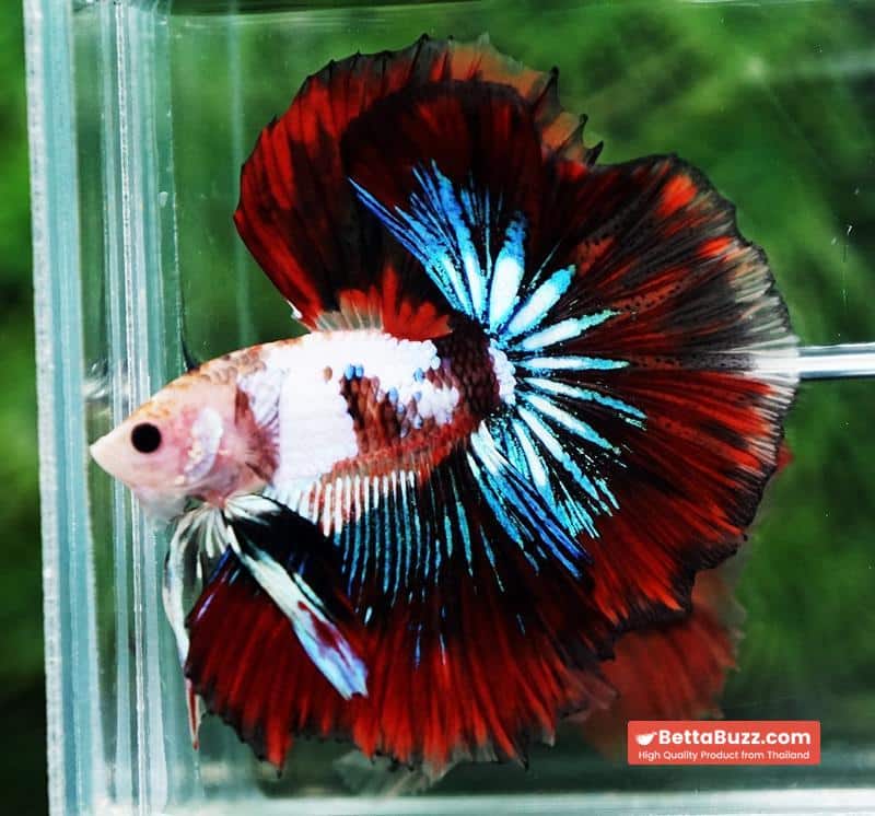 Betta fish King Warrior Red Devil OHM - Image 4