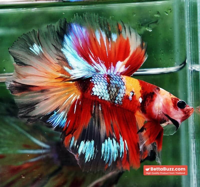 Betta fish HM Prince Multicolor Romania Flag - Image 2