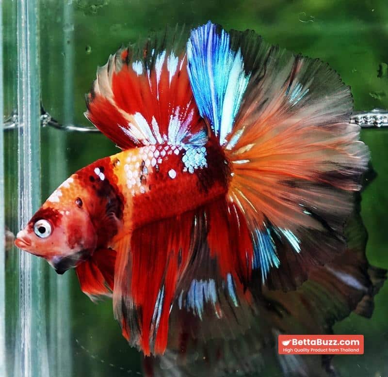 Betta fish HM Prince Multicolor Romania Flag - Image 3