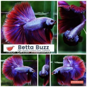 Betta fish OHM Royal Pony Lavender