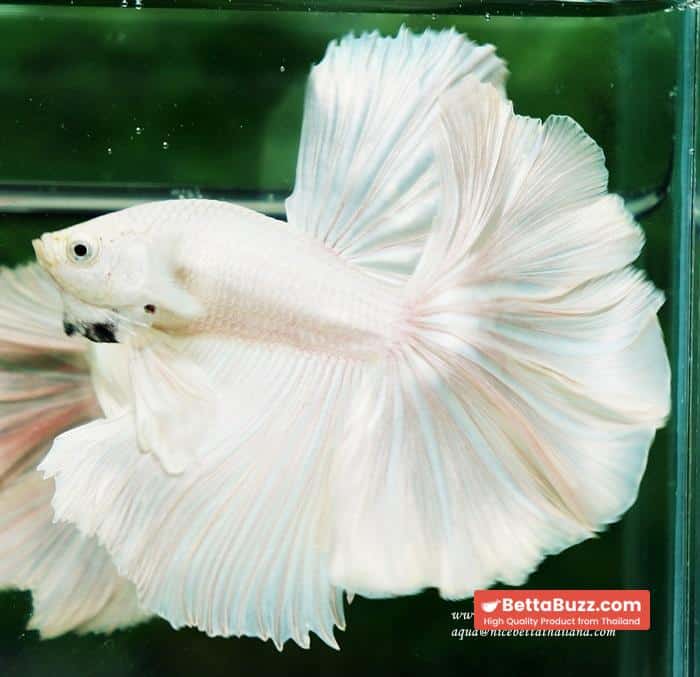 Betta fish OHM Rose Prince of Sparkle White Platinum - Image 5
