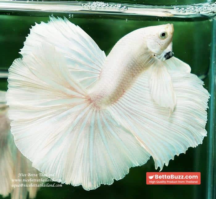 Betta fish OHM Rose Prince of Sparkle White Platinum - Image 2