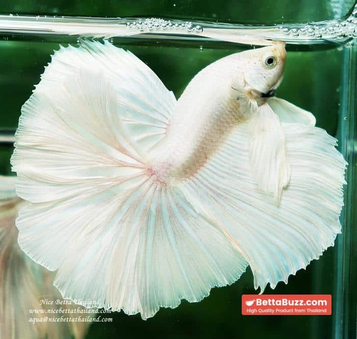 Betta fish OHM Rose Prince of Sparkle White Platinum - Image 4