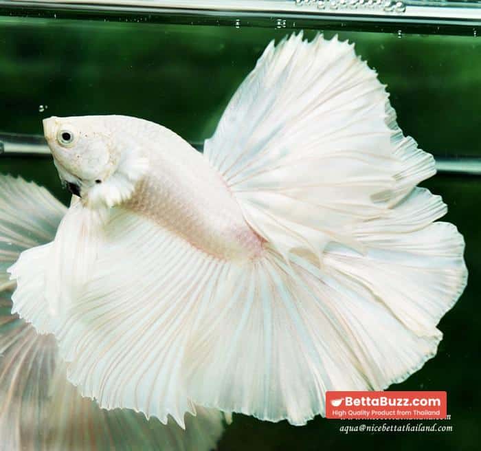 Betta fish OHM Rose Prince of Sparkle White Platinum - Image 3
