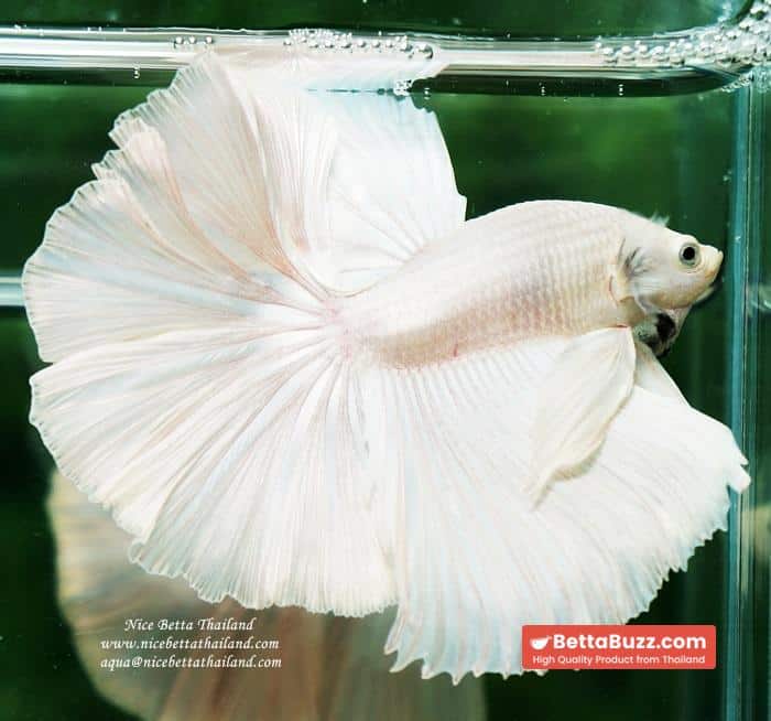 Betta fish OHM Rose Prince of Sparkle White Platinum - Image 6