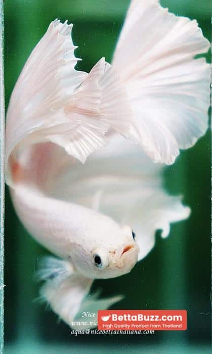 Betta fish OHM Rose Prince of Sparkle White Platinum - Image 7