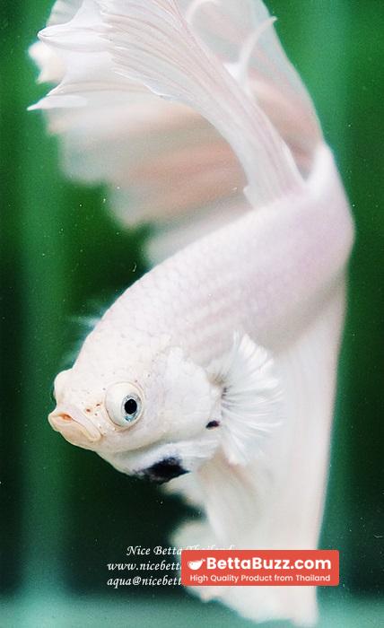 Betta fish OHM Rose Prince of Sparkle White Platinum - Image 8