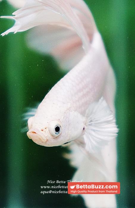 Betta fish OHM Rose Prince of Sparkle White Platinum - Image 9