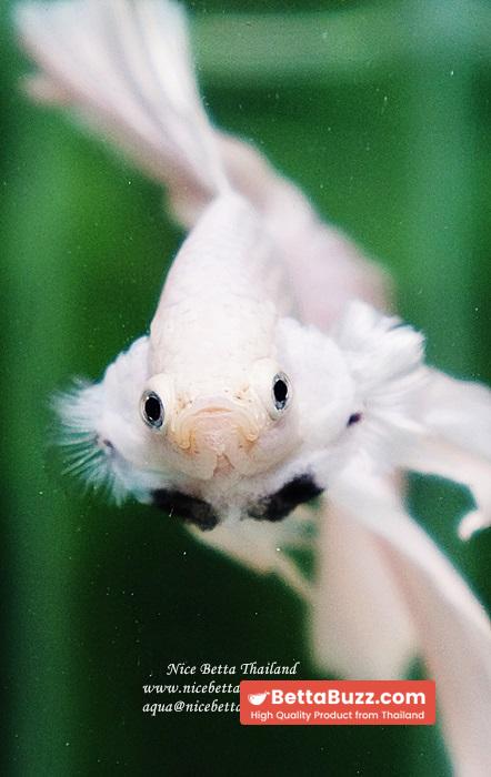 Betta fish OHM Rose Prince of Sparkle White Platinum - Image 10