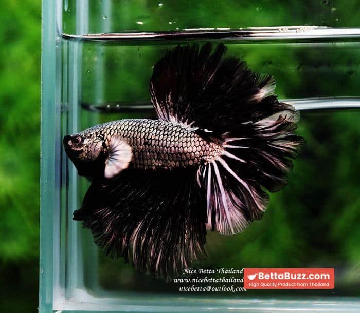 Betta fish Black Platinum Dragon Feather tail - Image 3