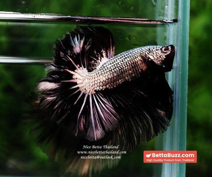Betta fish Black Platinum Dragon Feather tail - Image 8