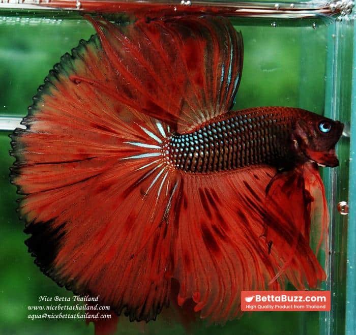 Betta fish OHS King of The Dark Armageddon - Image 5