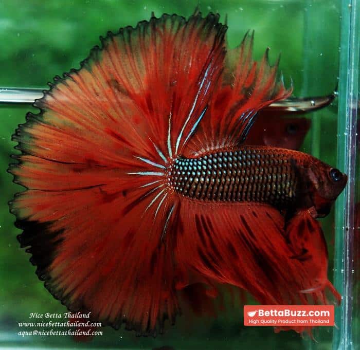 Betta fish OHS King of The Dark Armageddon - Image 13