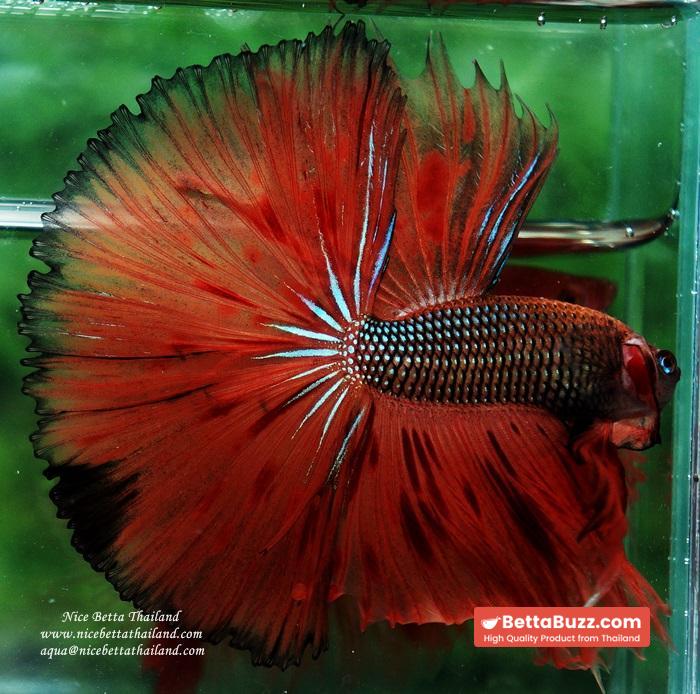 Betta fish OHS King of The Dark Armageddon - Image 3