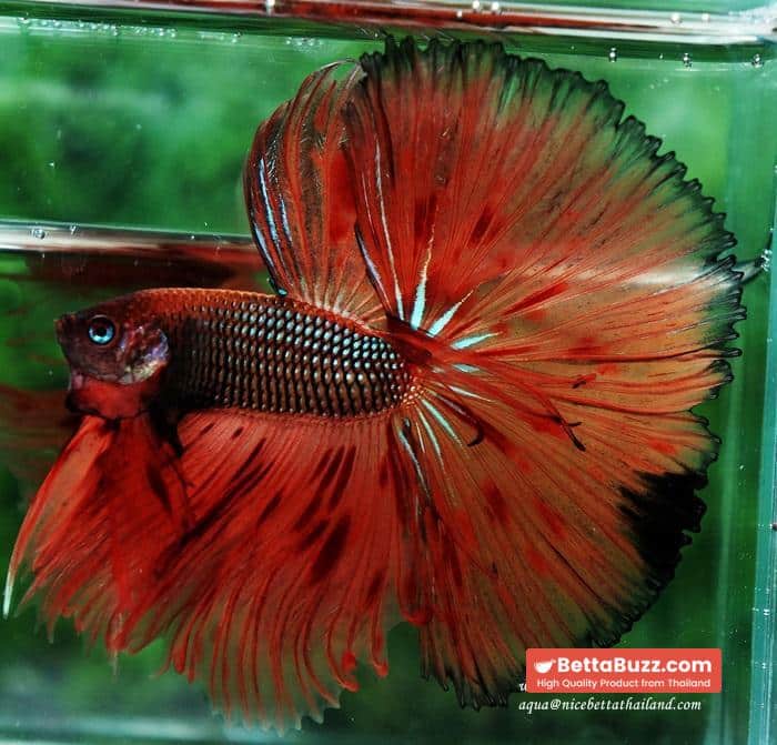 Betta fish OHS King of The Dark Armageddon - Image 4