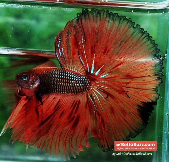 Betta fish OHS King of The Dark Armageddon - Image 2