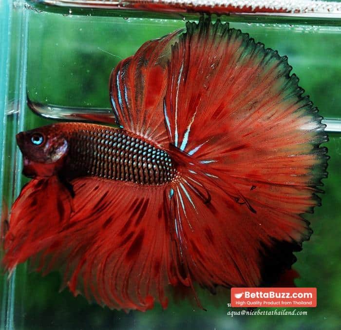 Betta fish OHS King of The Dark Armageddon - Image 6