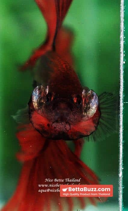 Betta fish OHS King of The Dark Armageddon - Image 7