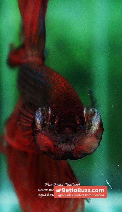Betta fish OHS King of The Dark Armageddon - Image 8
