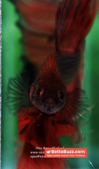Betta fish OHS King of The Dark Armageddon - Image 9
