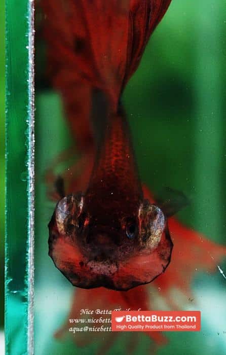 Betta fish OHS King of The Dark Armageddon - Image 10