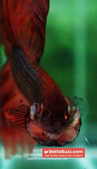 Betta fish OHS King of The Dark Armageddon - Image 11